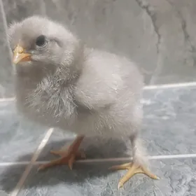 гигант.бролир juje