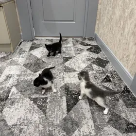 отдам котят