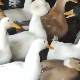 Gak gak ordek telpekli