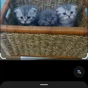 шотланский катята