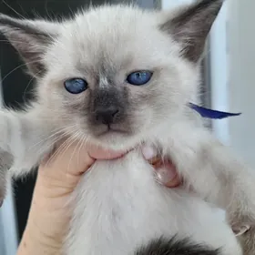 сиамские котята