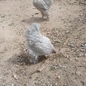 brama towuk yumurtgasy