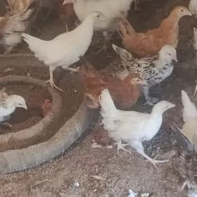 3 aýlyk satlyk jüýje