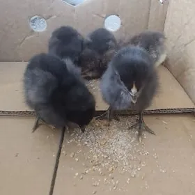 Dominant jüyje orginal