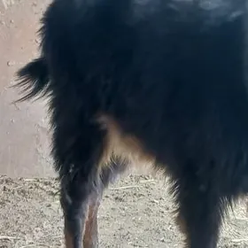 Ekiz owlakly geci bogaz geci