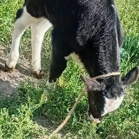 ARGINAL GALIŞDEÝIN ÖKÜZ