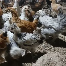 BALGAR BROY BRAMA JUYJE TOWUK