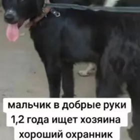 собака