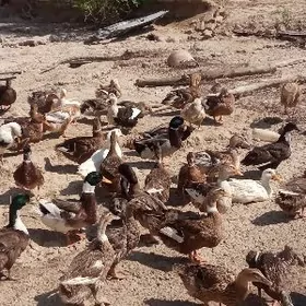 GAZ ORDEK ŸAŞYL BAŞ