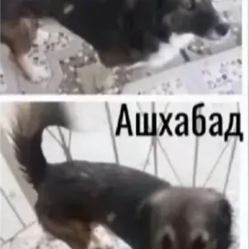 собака
