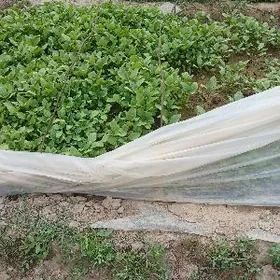 tohum sitil  badam bulgar burc