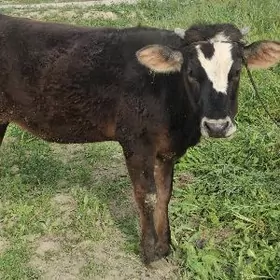 satuwa çykarylan tüwe