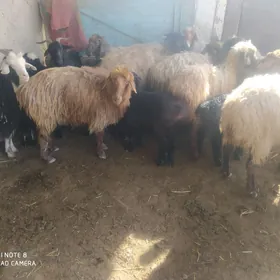 гузулы гойун