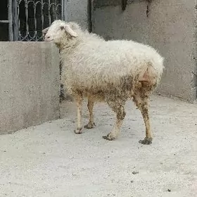 baklan öweç goÿun