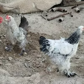 Brama paroda towuklar