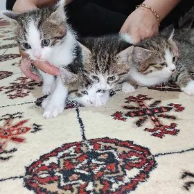 В добрые руки