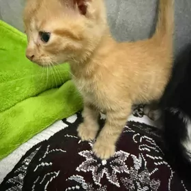 персидские на половину котята