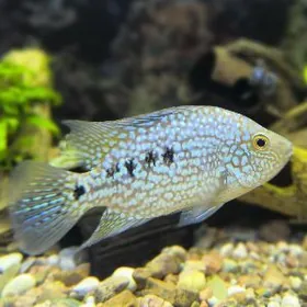 Briliantowyy sihlazoma malek