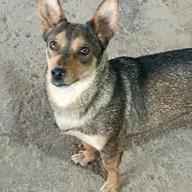 дворник гужук güjük çaga