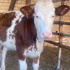 симинтал унажын