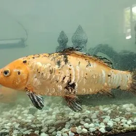 аквариум рыбка akwarum balyk