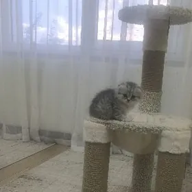 Домашние животные