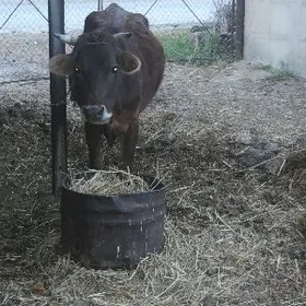 Goleli sygyr gokdepe balsawik