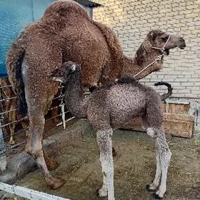 Düýe inen köşekli