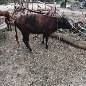 Göleli sygyr dalgyrt tüwe