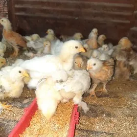 товук жуйже.