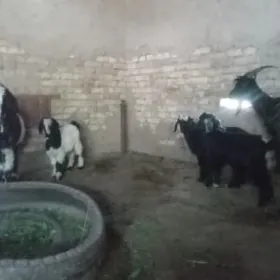 Ekiz owlakly geciler