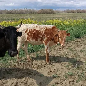 Goleli sygyr 2 sany 4 bas