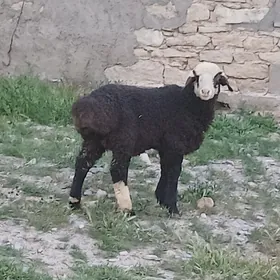 guzy we owlakly geçi