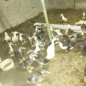 yaşylbaş  ördek. gak-gak