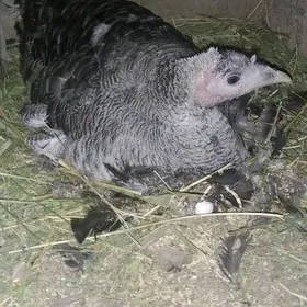 Курук.Индук