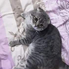 КОТ ОЧЕНЬ ВОСПИТАННЫЙ