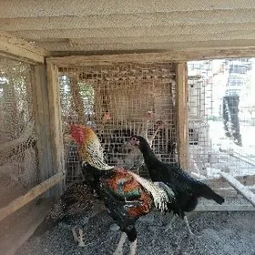 Baysow, indyuk yumurtga