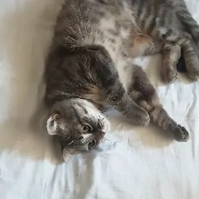 КОШКА ШОТЛАНДСКАЯ ПРЯМОУХАЯ