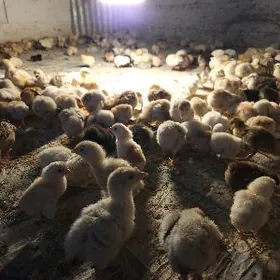 Gigant towugyn juyjesi