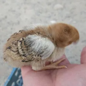 gigang towugyn juyjeleri