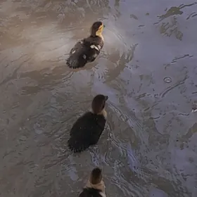 индигутга жуже