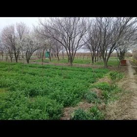 Satlyk mellek yer 16 sotok