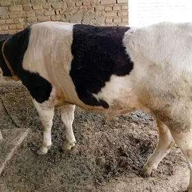 окиз икисаны