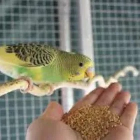 popugay gus we setklar