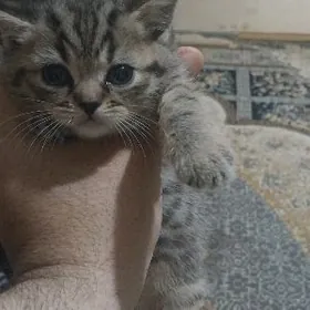 Прадается катята шатлан шаншил