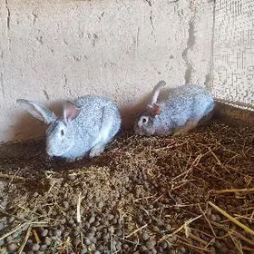 Welikan Towşan Erkek