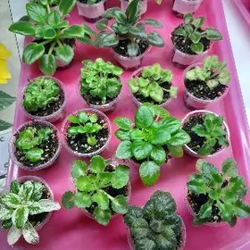 фиалки мини и стандартные