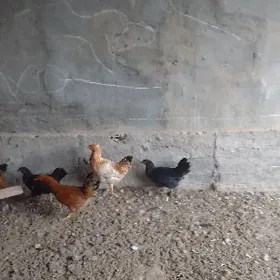 ýaş towuk juje 5 aýlyk