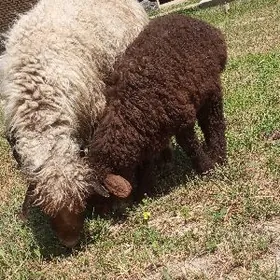 Türkmeni guzuly goyun