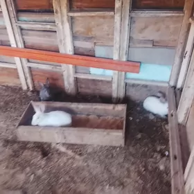 TOWSAN BAYSOW JUJE BLN ABMEN